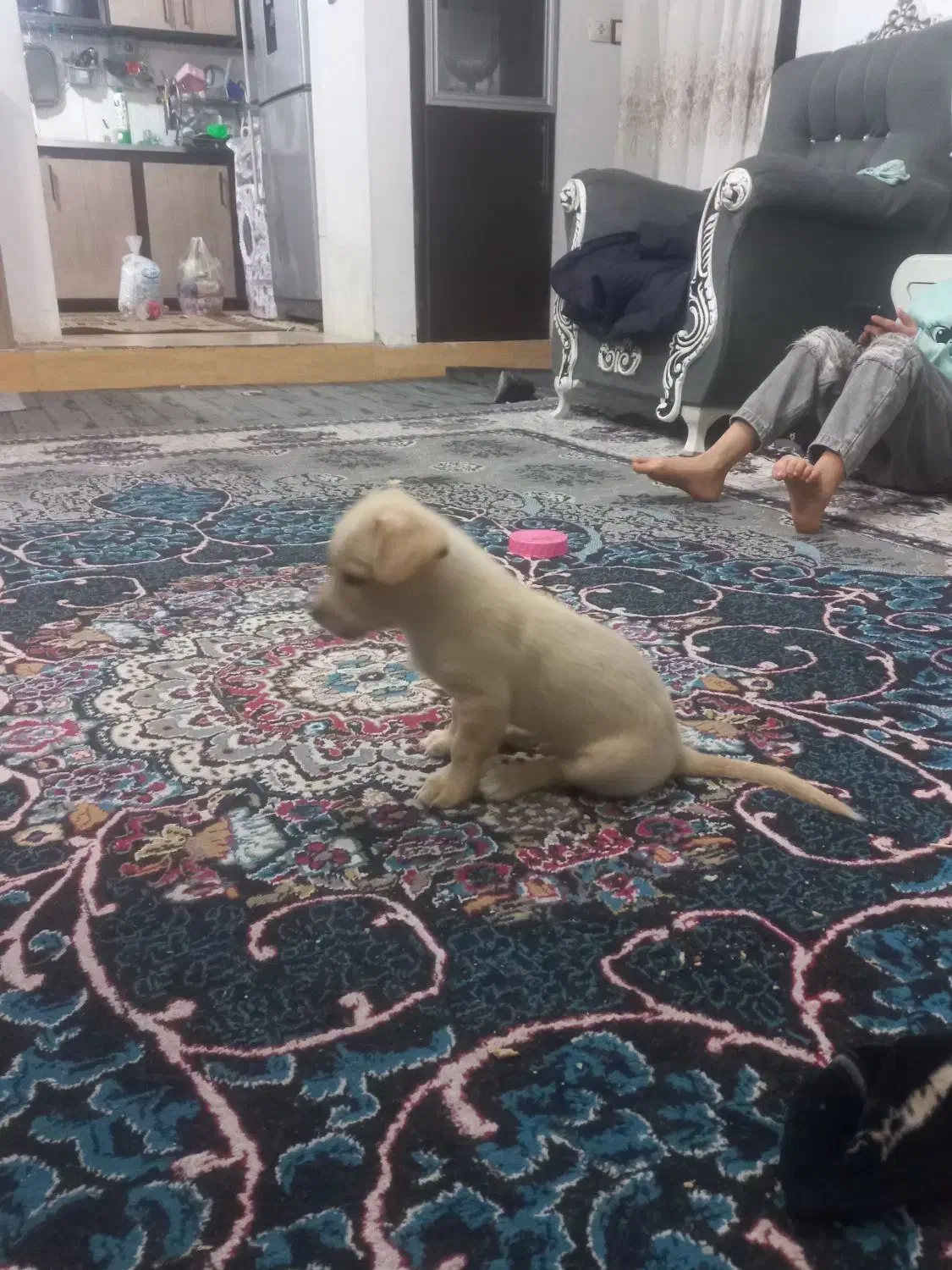 سگ خونگی|سگ|تربت جام, یحیی آباد|دیوار