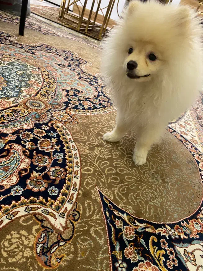 پامر خرسی|سگ|تهران, فردوس|دیوار