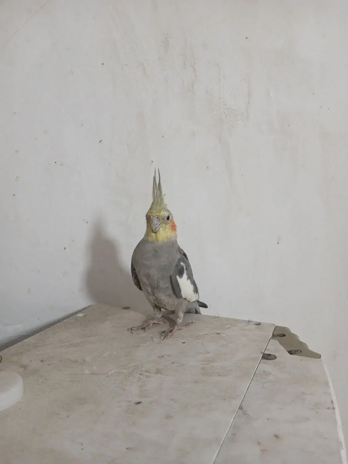 عروس پاریس|پرنده|اهواز, زیتون کارگری|دیوار