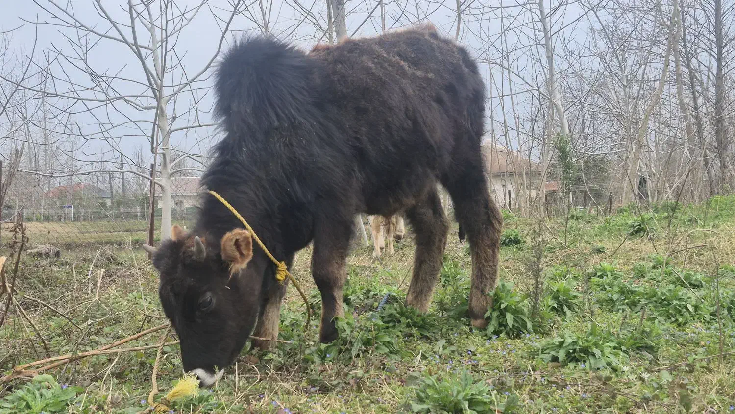 گوساله نر|حیوانات مزرعه|سنگر, |دیوار