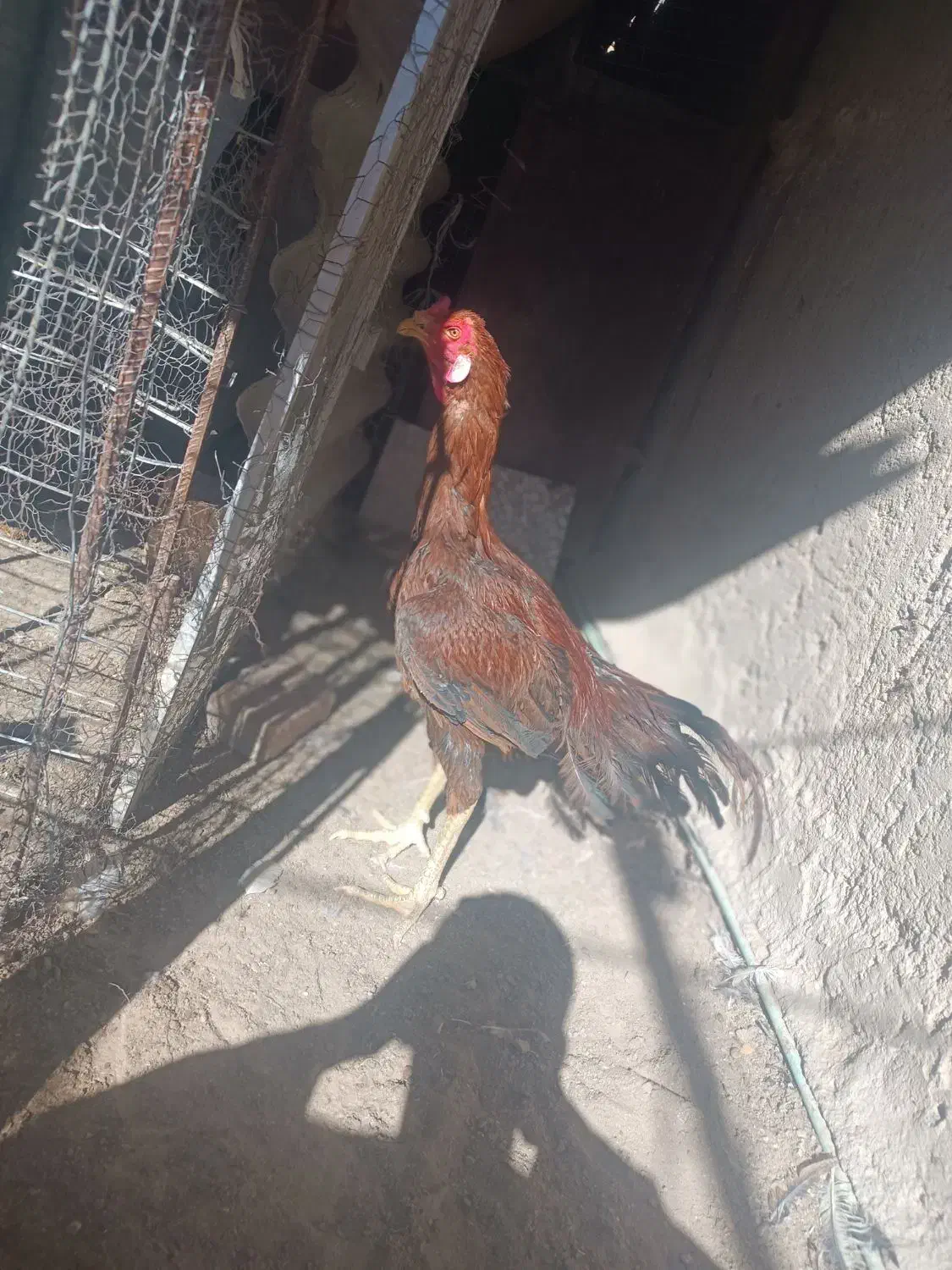 خروس و مرغ لاری اصل نژاد افغان|حیوانات مزرعه|خاش, |دیوار