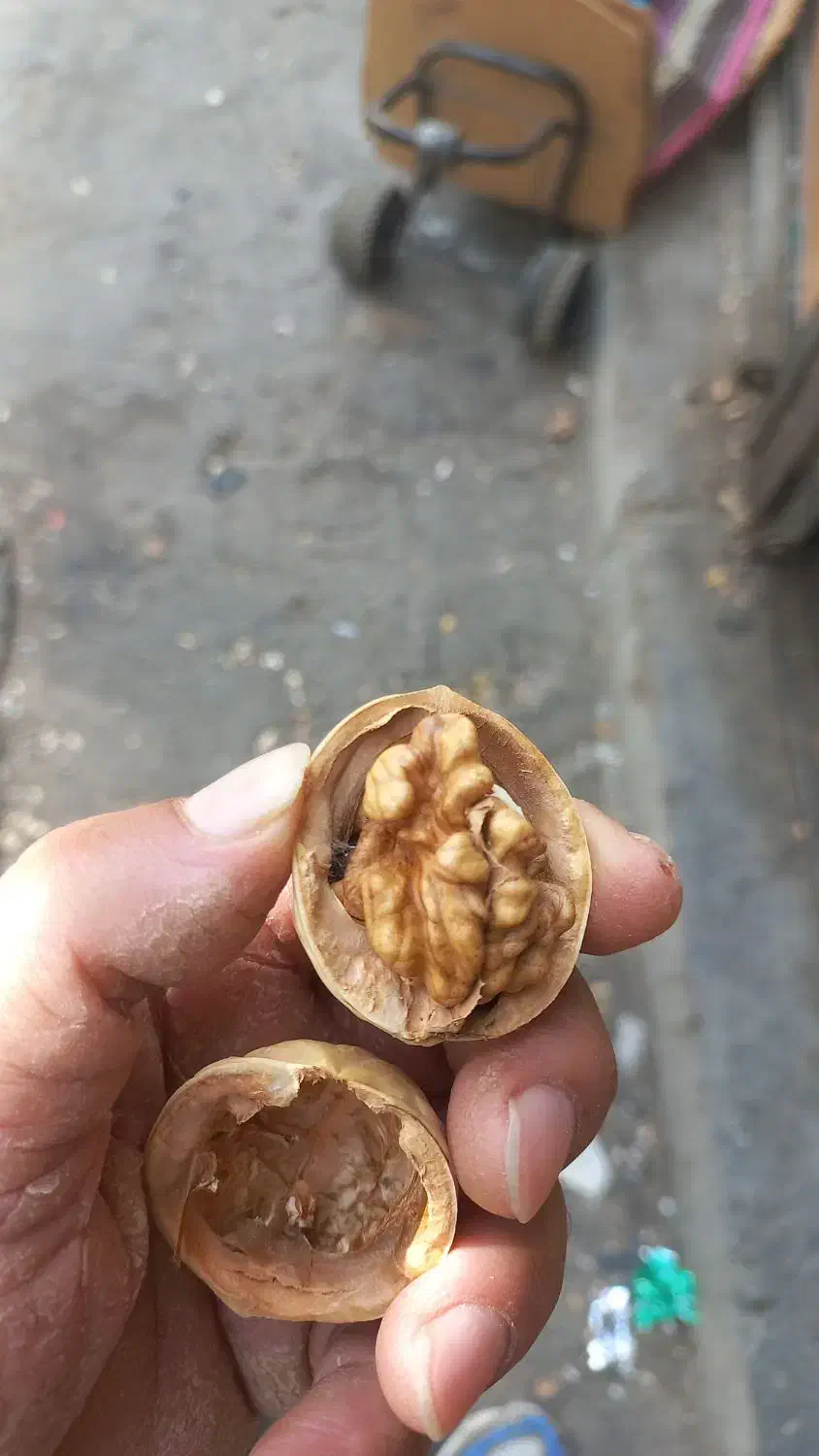 گردو چینی درجه ۱|خوردنی و آشامیدنی|اهواز, کوی علوی|دیوار