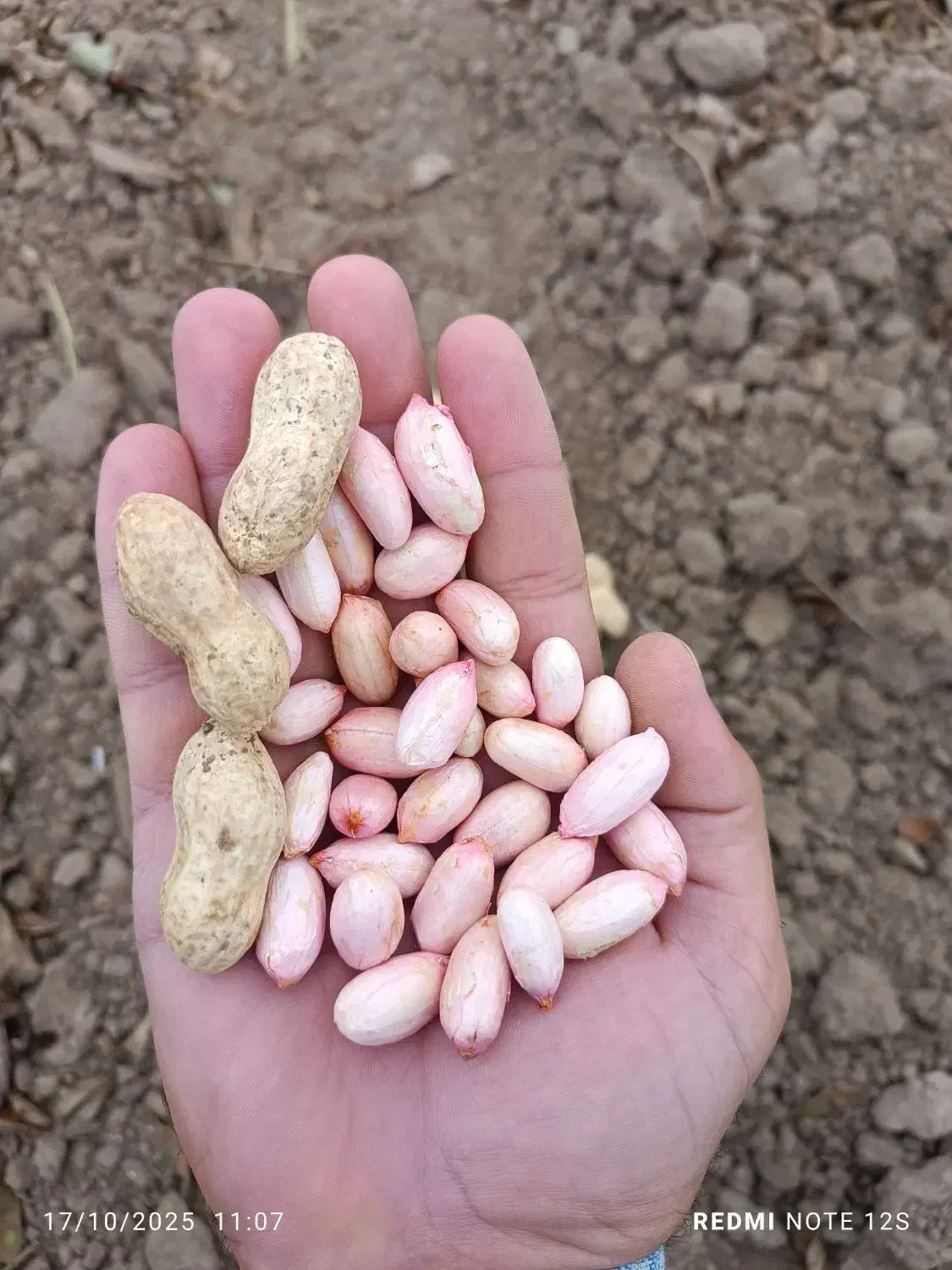 بادام غلافدار گلی آفتاب خشک|عمده‌فروشی|اسلام آباد, |دیوار