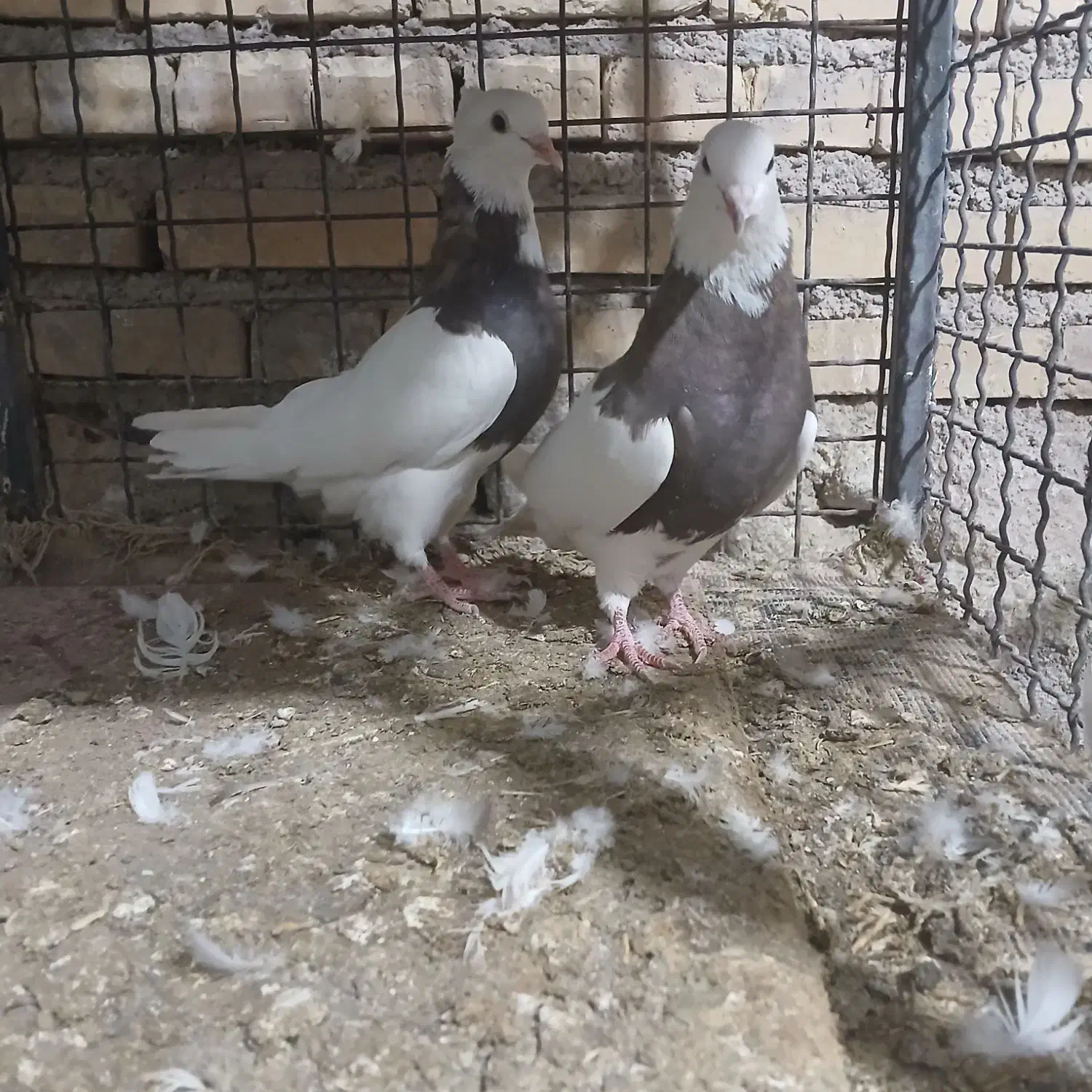 ۶ عدد کبوتر طوقی سرحال|پرنده|لردگان, |دیوار