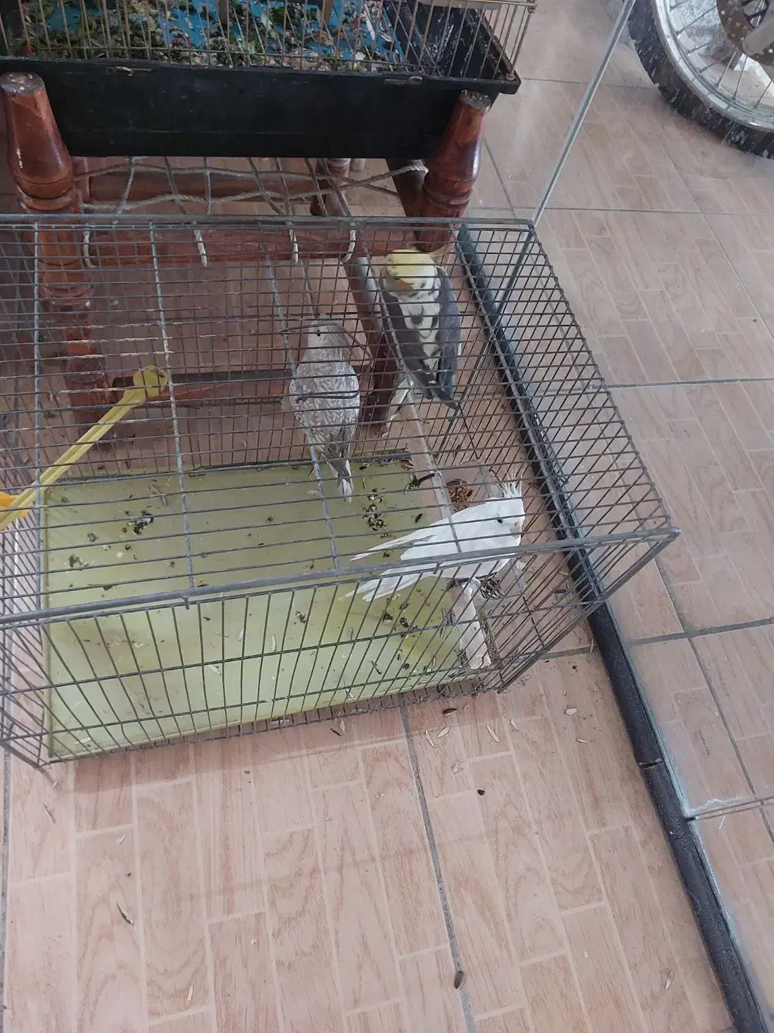 عروس هلندی|پرنده|بروجرد, |دیوار