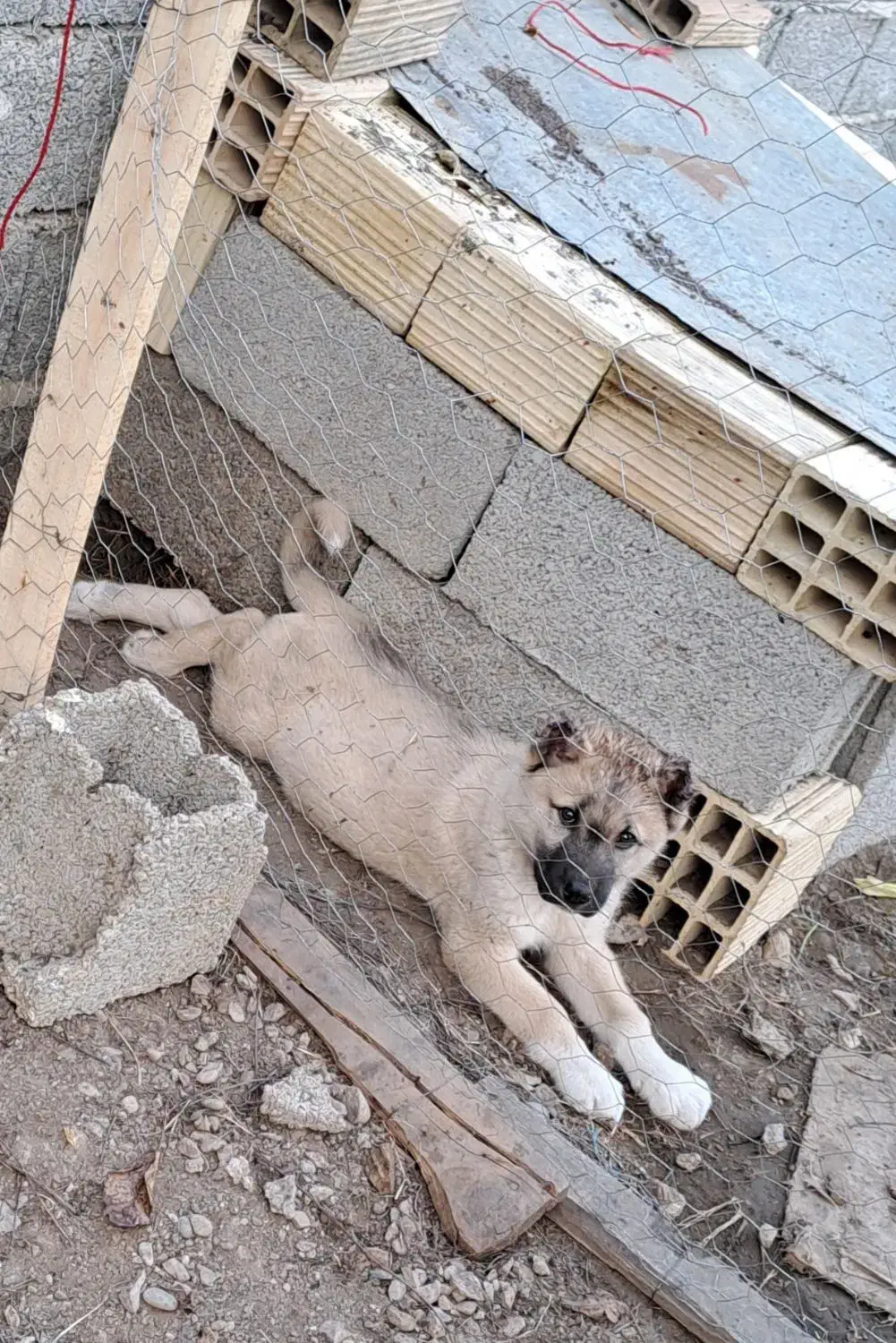 توله سرابی ۲ماهه و نیمه|سگ|ضیابر, |دیوار