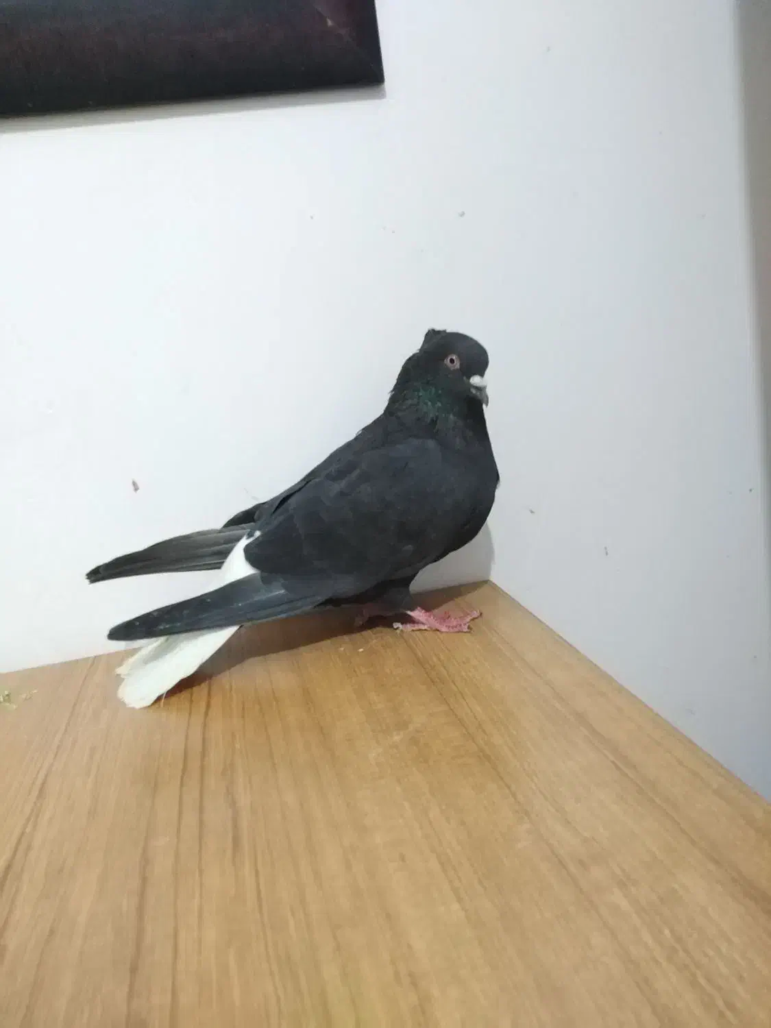 دم سفید نر|پرنده|شیراز, شهرک قمشه|دیوار