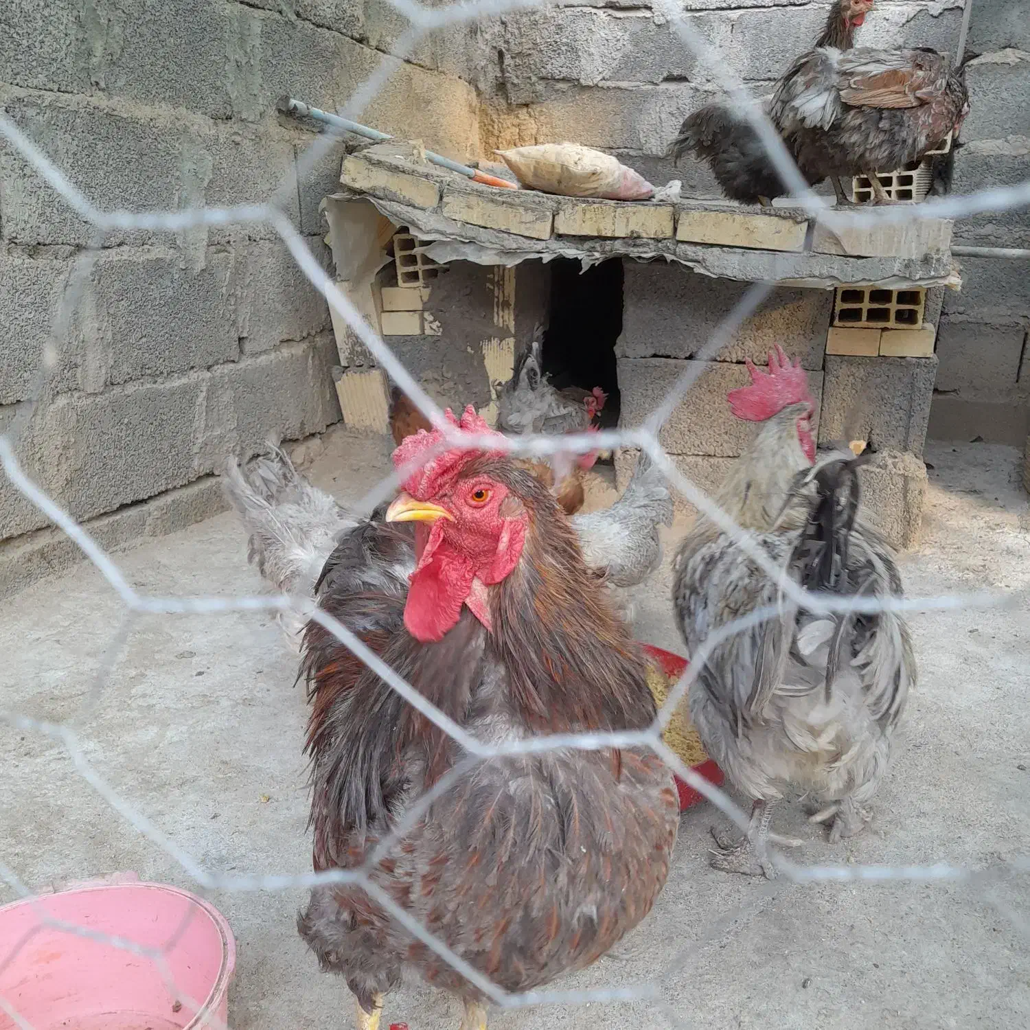 مرغ زینتی|حیوانات مزرعه|سیرجان, |دیوار