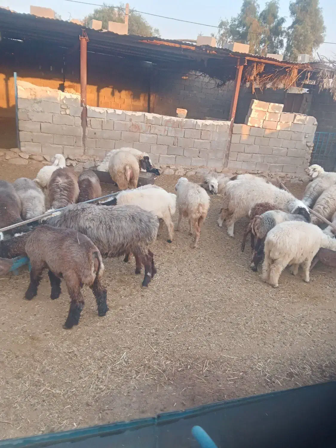 بره نر میش چاق بفروش می رسد|حیوانات مزرعه|سوق, |دیوار