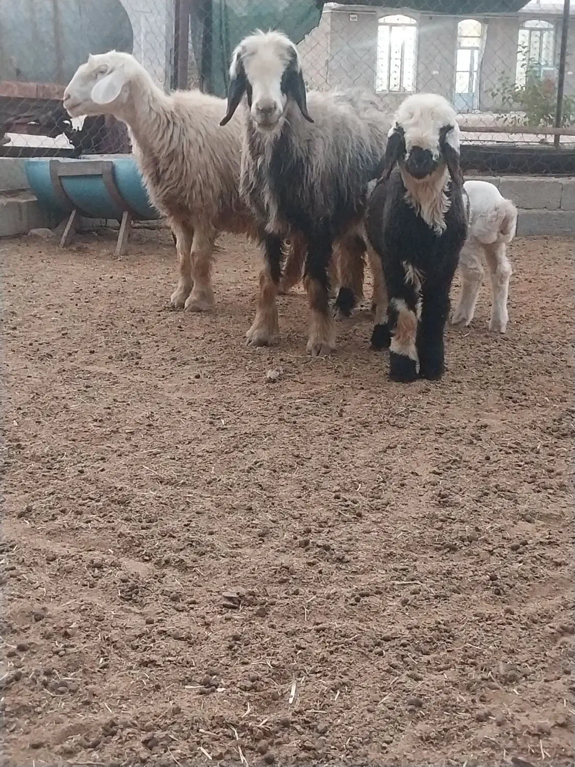 فروش ۲عدد میش برهدار|حیوانات مزرعه|شیراز, بازار|دیوار