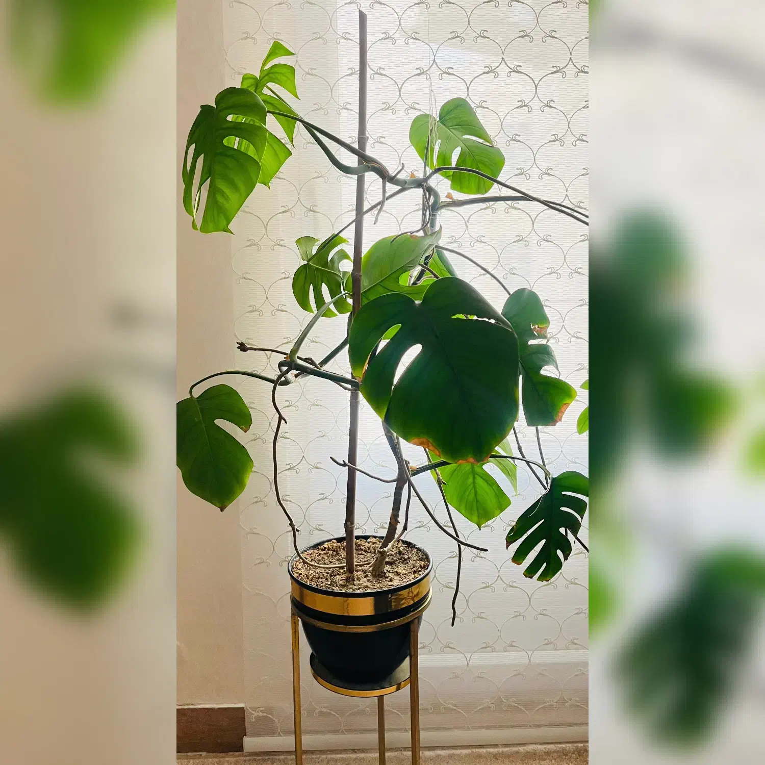 گل و گلدان|گل و گیاه طبیعی|قزوین, |دیوار