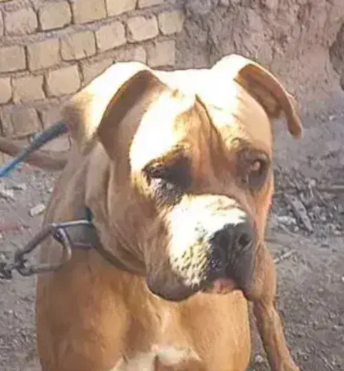 سگ پیتبول|سگ|قزوین, |دیوار