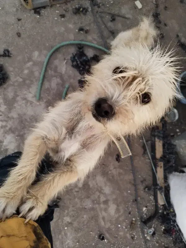 دو عدد سگ نر ماده قیمت 1300|سگ|رفسنجان, |دیوار