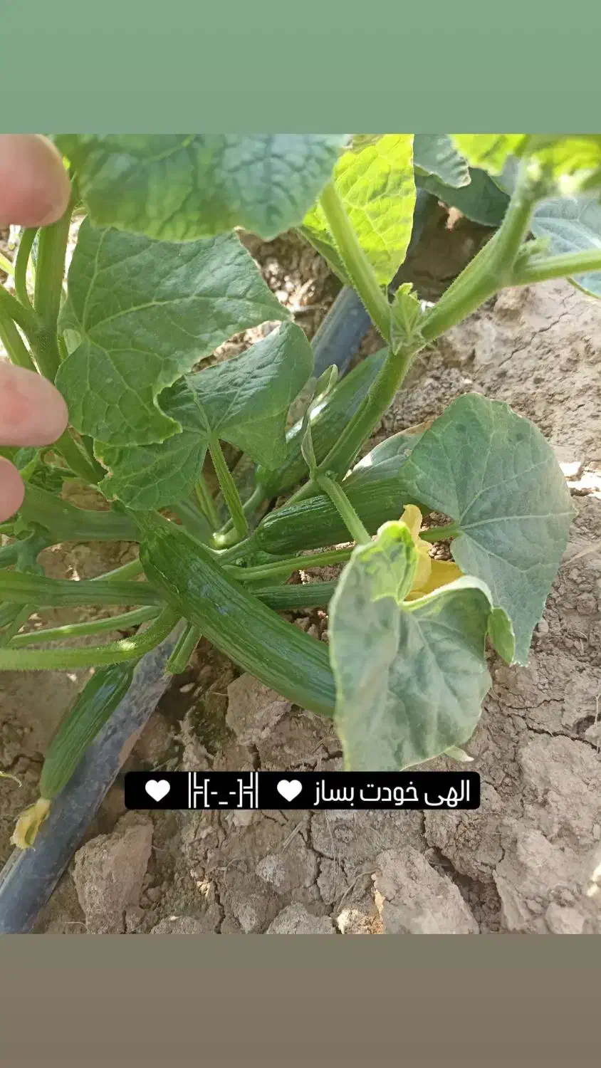 شش هکتار زمین برای اجاره صیفی کاری میخام|خدمات باغبانی و درختکاری|ملایر, |دیوار