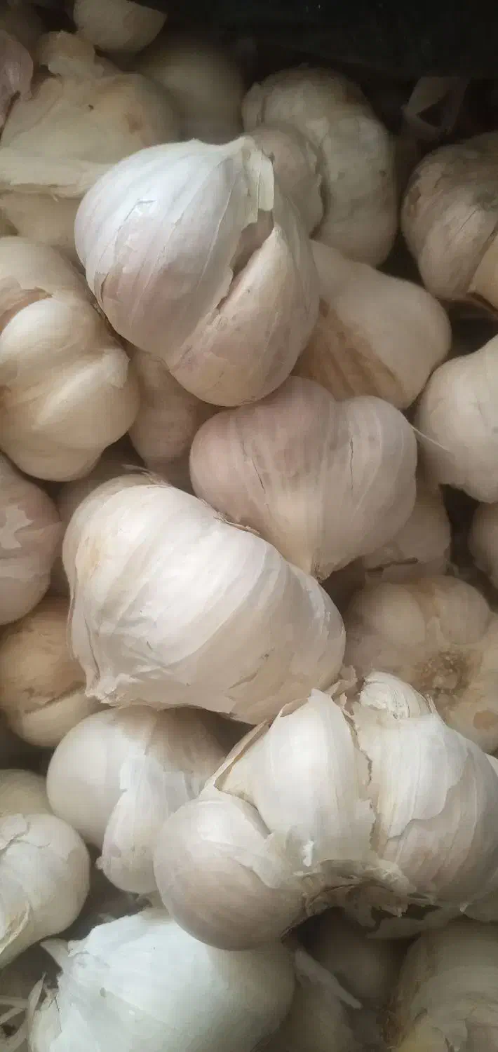 سیر.  و ترشی خونگی. زغال|عمده‌فروشی|دهدشت, |دیوار