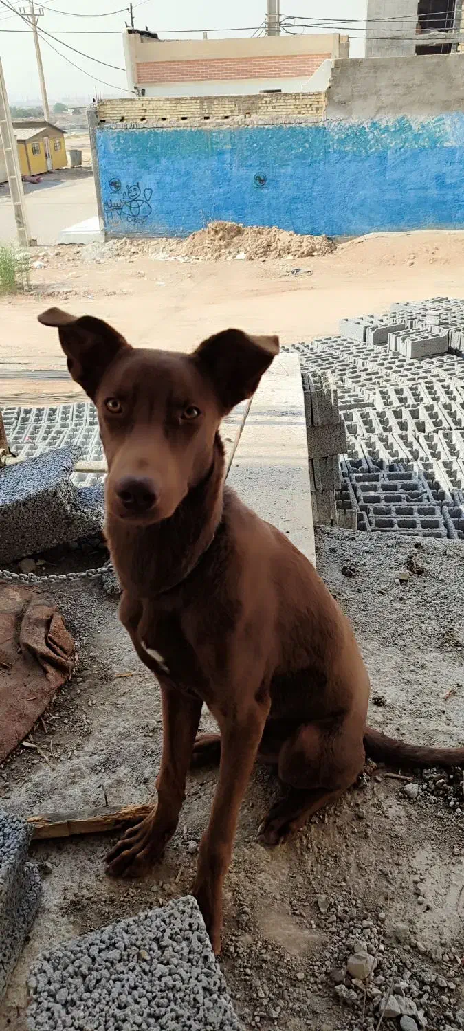 واگذاری سگ نژاد دار|سگ|اهواز, کمپلو شمالی|دیوار