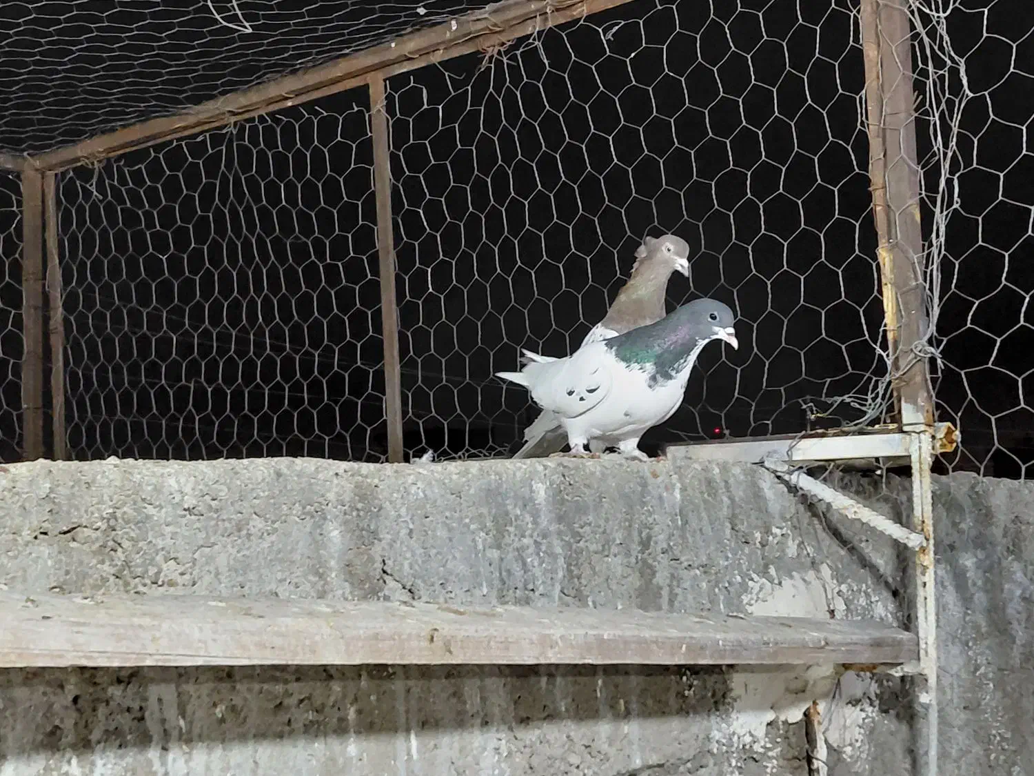 کفتر|پرنده|شیراز, کوشک میدان|دیوار