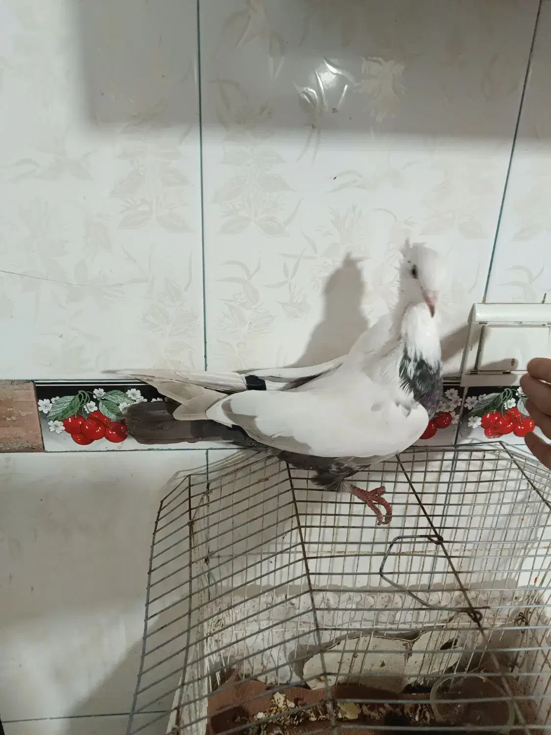 کبوتر طوقی و دمی|پرنده|یاسوج, |دیوار