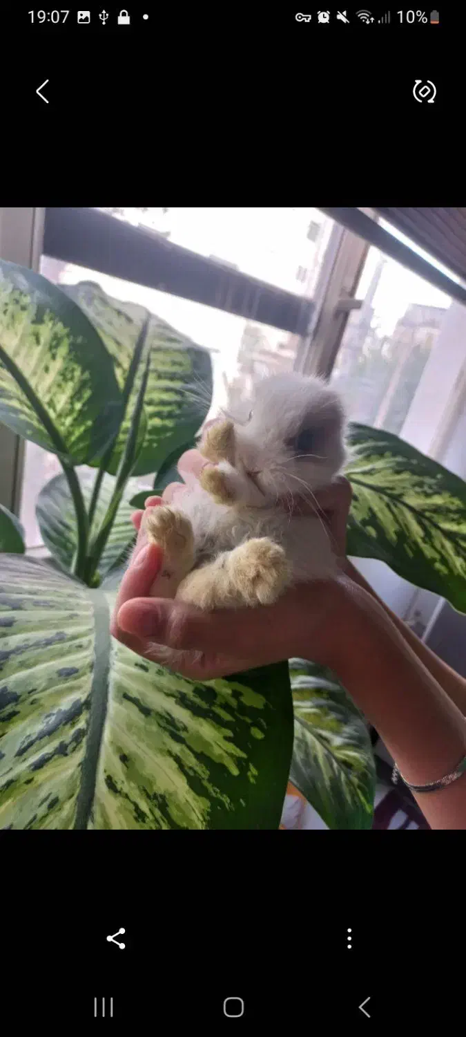 خرگوش با قفس و وسایل|موش و خرگوش|تهران, ائمه اطهار|دیوار