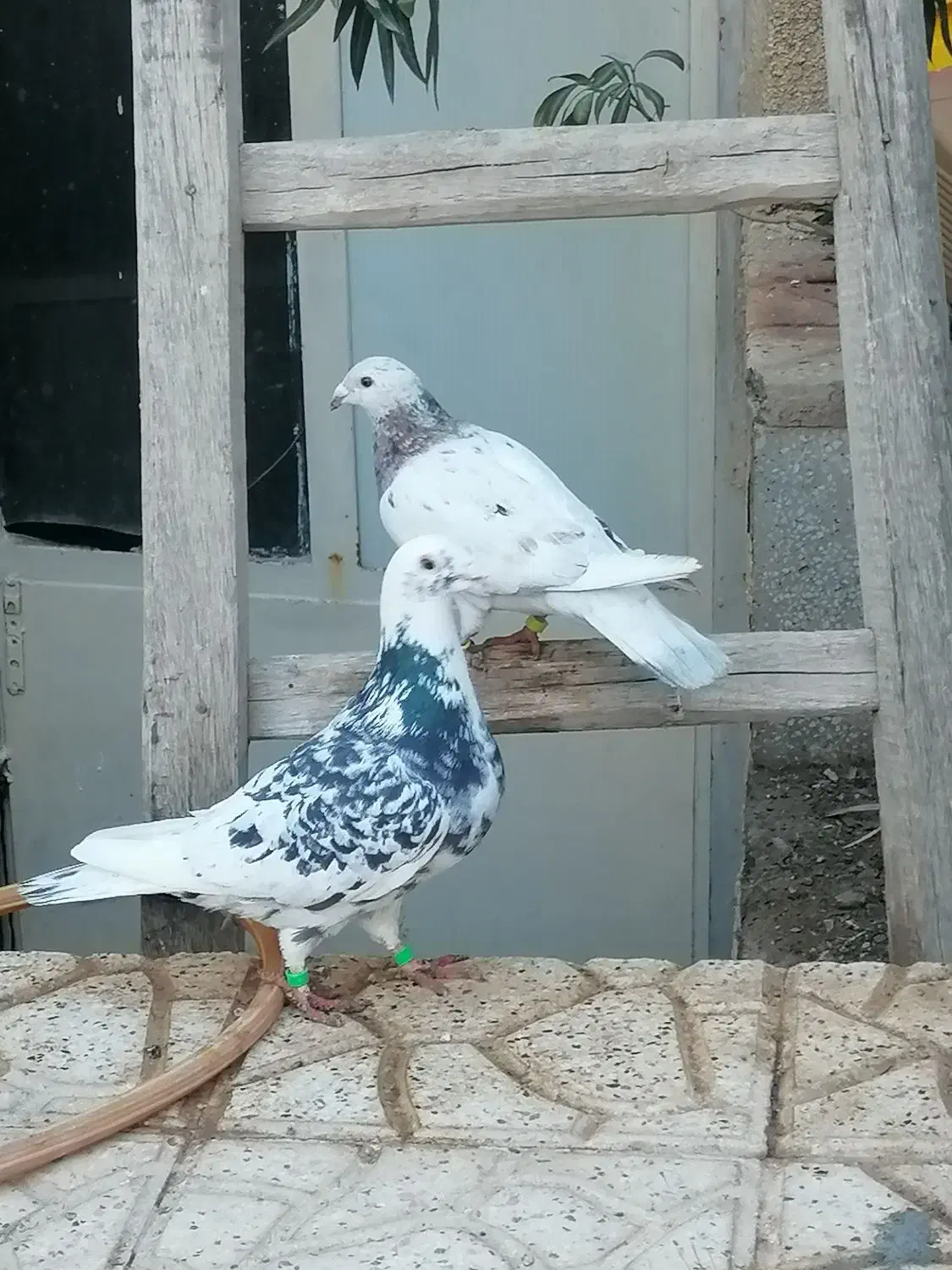 سار کرمونی|پرنده|تربت‌حیدریه, قائم|دیوار