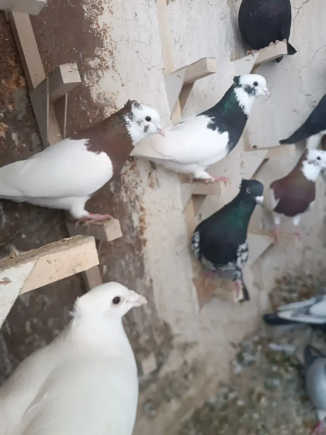 کبوتر رنگی|پرنده|شیراز, گویم|دیوار