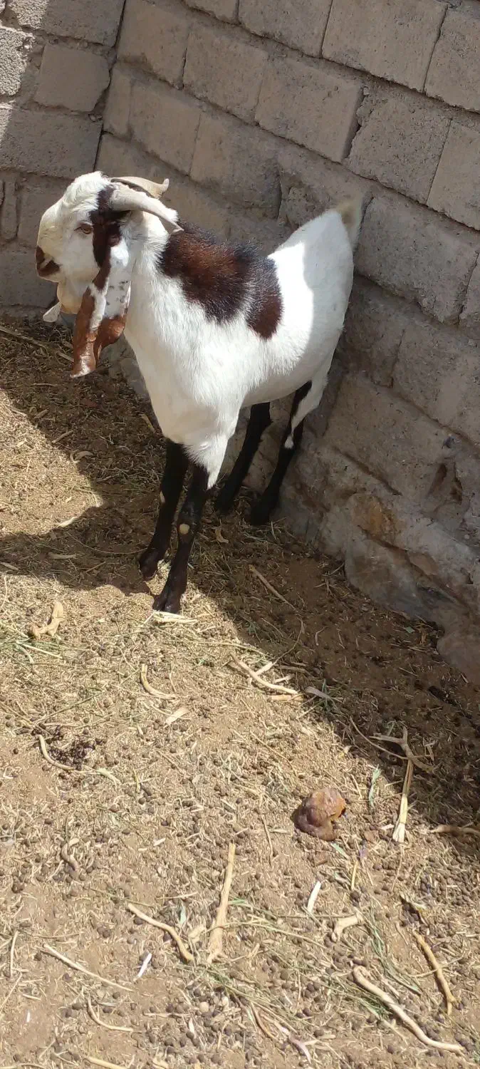 تر بز دورگه پنجاب و گلابی|حیوانات مزرعه|سراوان, |دیوار
