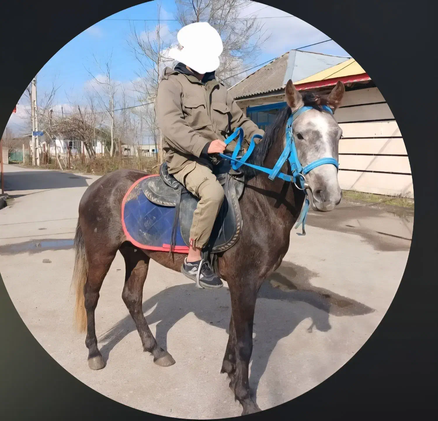 اسب نیلی|حیوانات|فومن, |دیوار