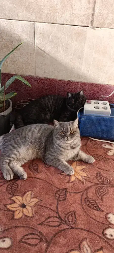 واگذاری گربه بریتیش اسگاتیش|گربه|کرج, آق تپه|دیوار