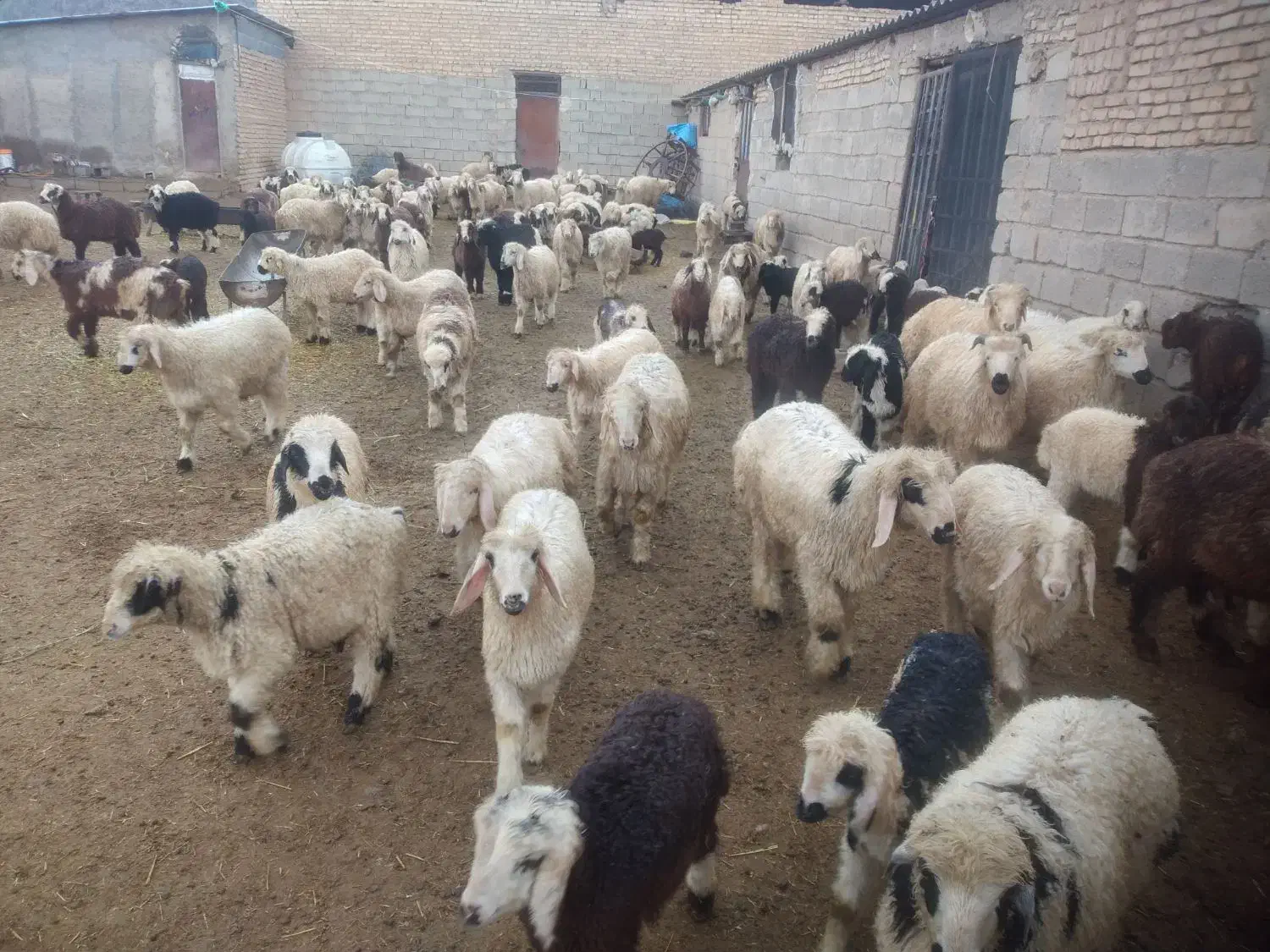 فروش ۷۰ راس بره|حیوانات مزرعه|پاسارگاد, |دیوار