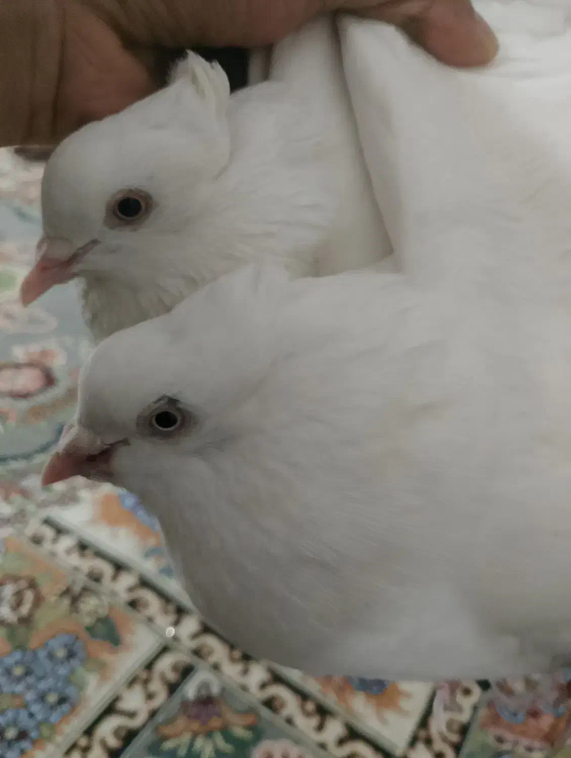 دمسیا کاکل|پرنده|ریگان, |دیوار