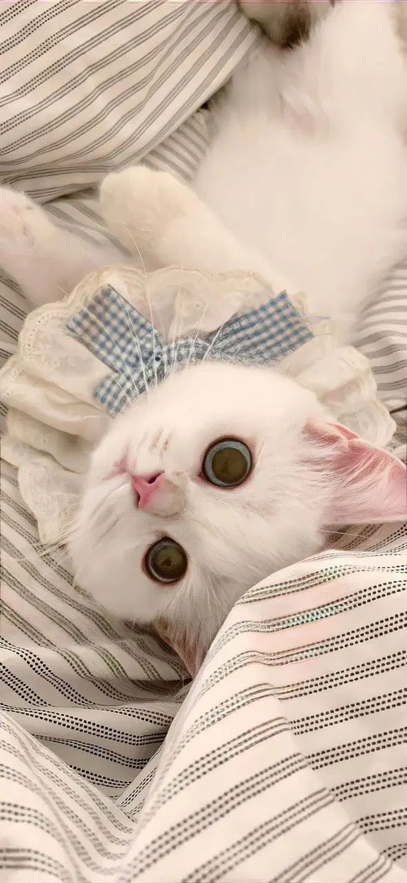 گربه|گربه|زنجان, |دیوار