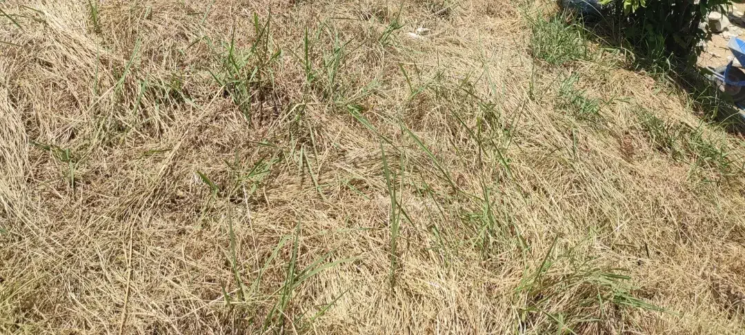 زمین کشاورزی ۸جریب برجاده|فروش زمین و ملک کلنگی|ارمند, |دیوار