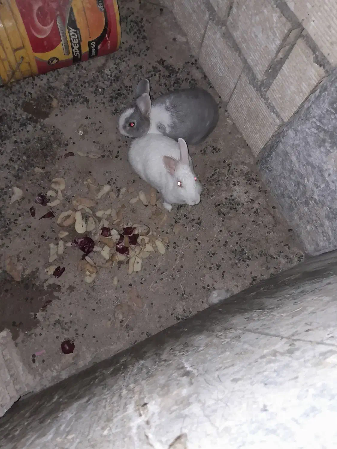 خرگوش|موش و خرگوش|برخوار, |دیوار