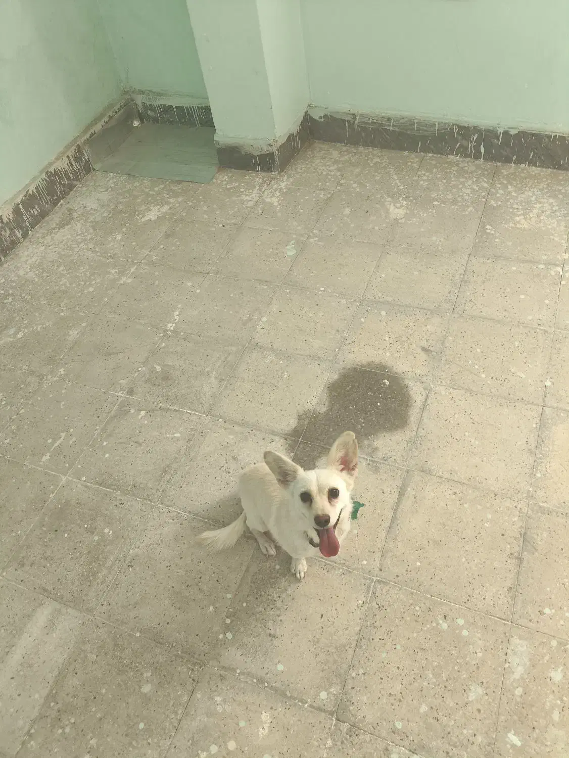 سگ پا کوتاه|سگ|لار, |دیوار