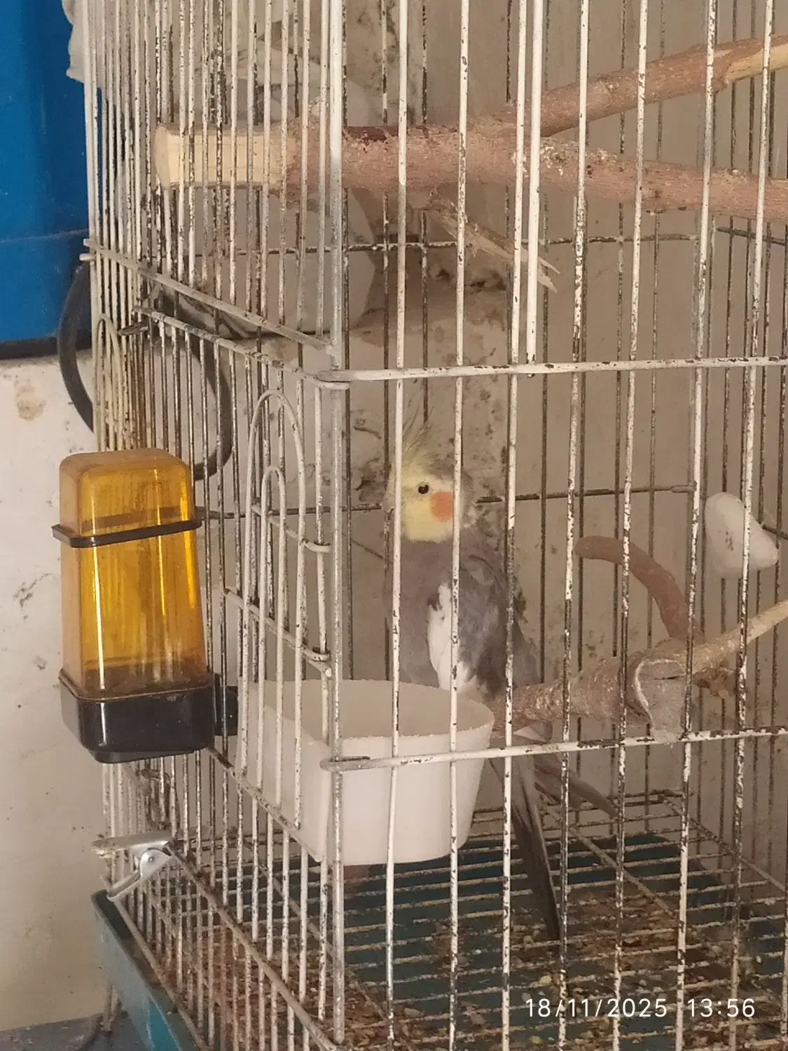 عروس هلندی سینامون|پرنده|یاسوج, |دیوار