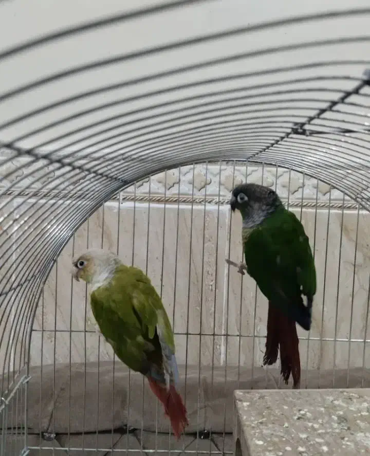 عروس هلندی مولد|پرنده|پاکدشت, پاکدشت (مامازند)|دیوار