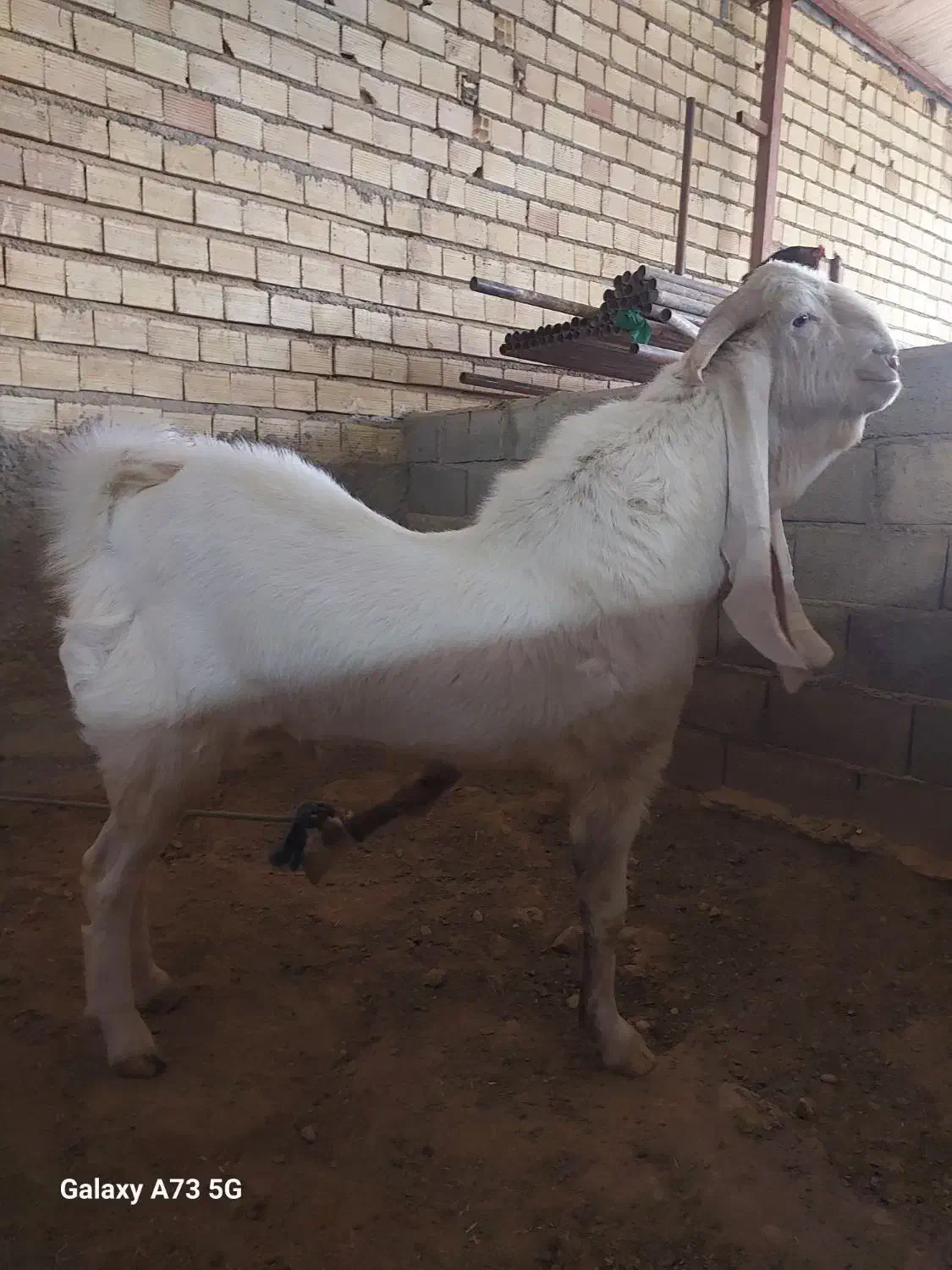 بز گلابی وارداتی|حیوانات مزرعه|فشاپویه, |دیوار