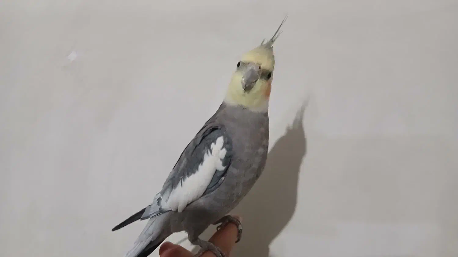 عروس هلندی|پرنده|همدان, |دیوار