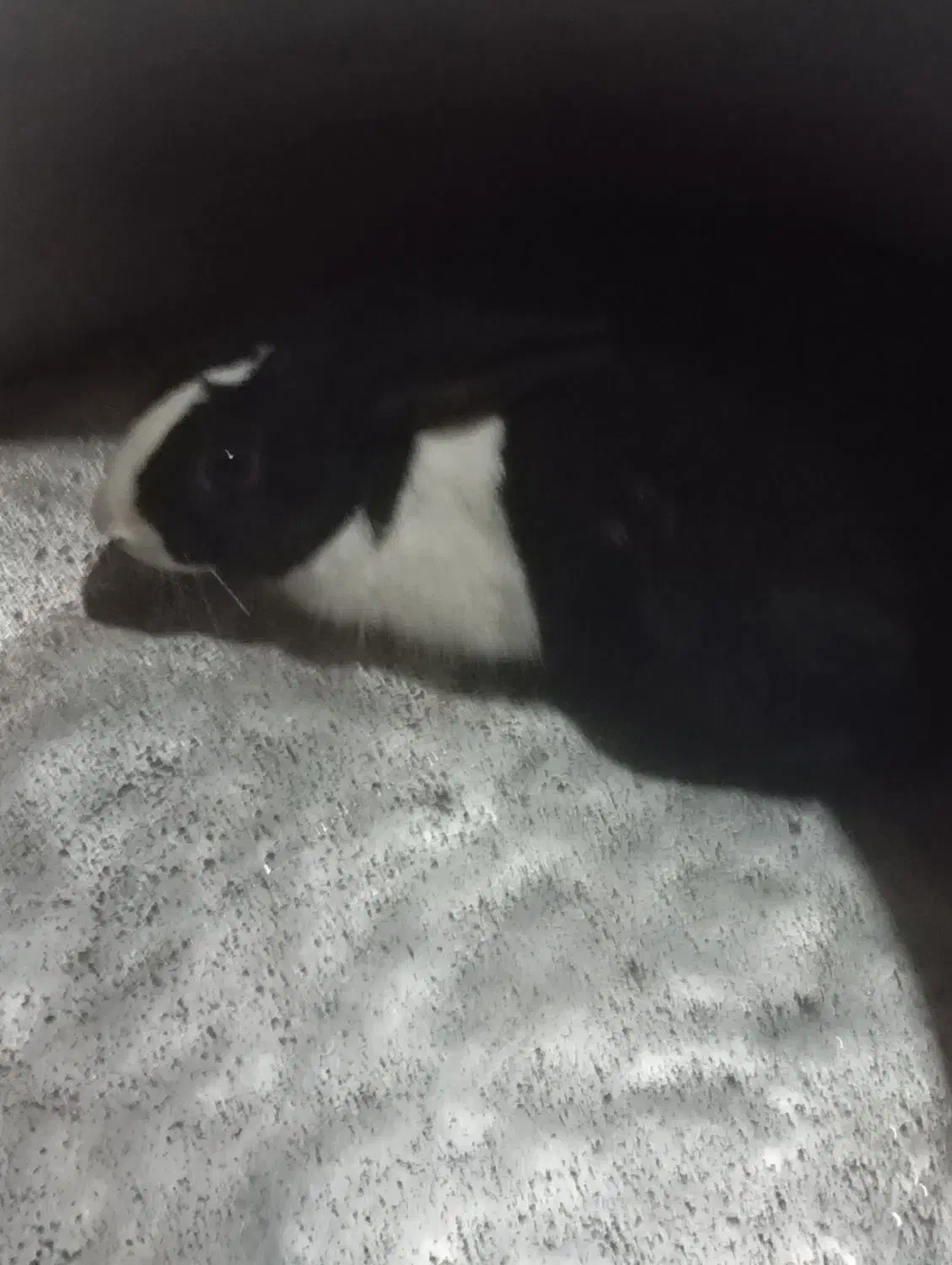 خرگوش|موش و خرگوش|میان جلگه, |دیوار