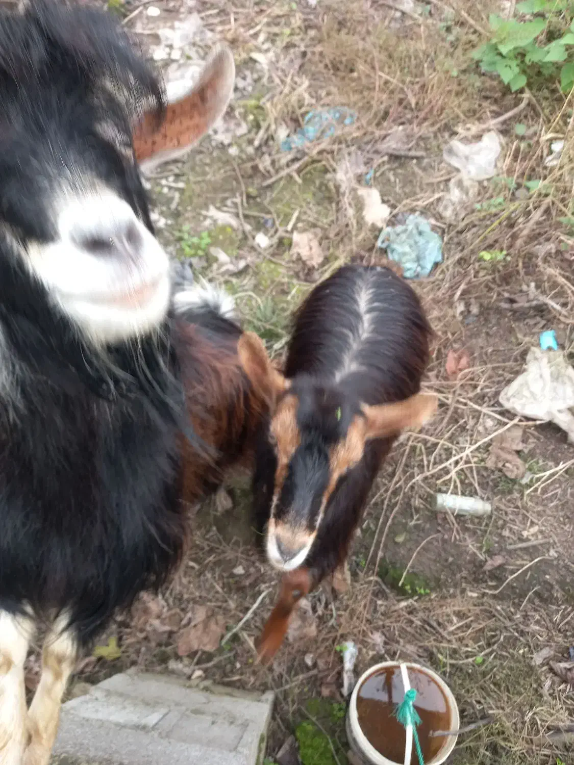 بز نرماده اهلی|حیوانات مزرعه|لولمان, |دیوار