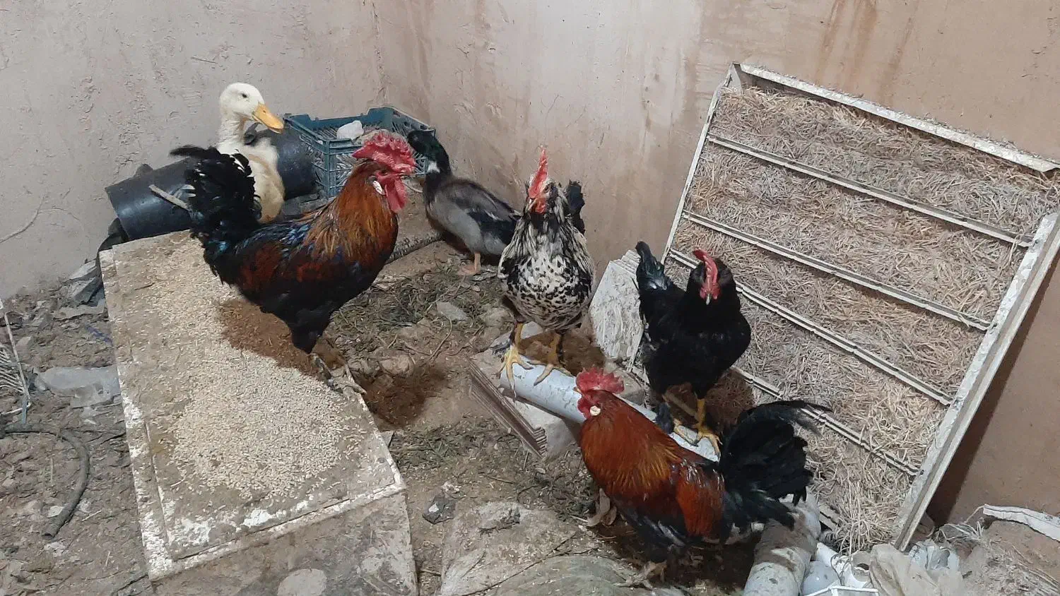 فروش خروس و اردک|حیوانات مزرعه|شاهین‌شهر, شهرک گلدیس|دیوار