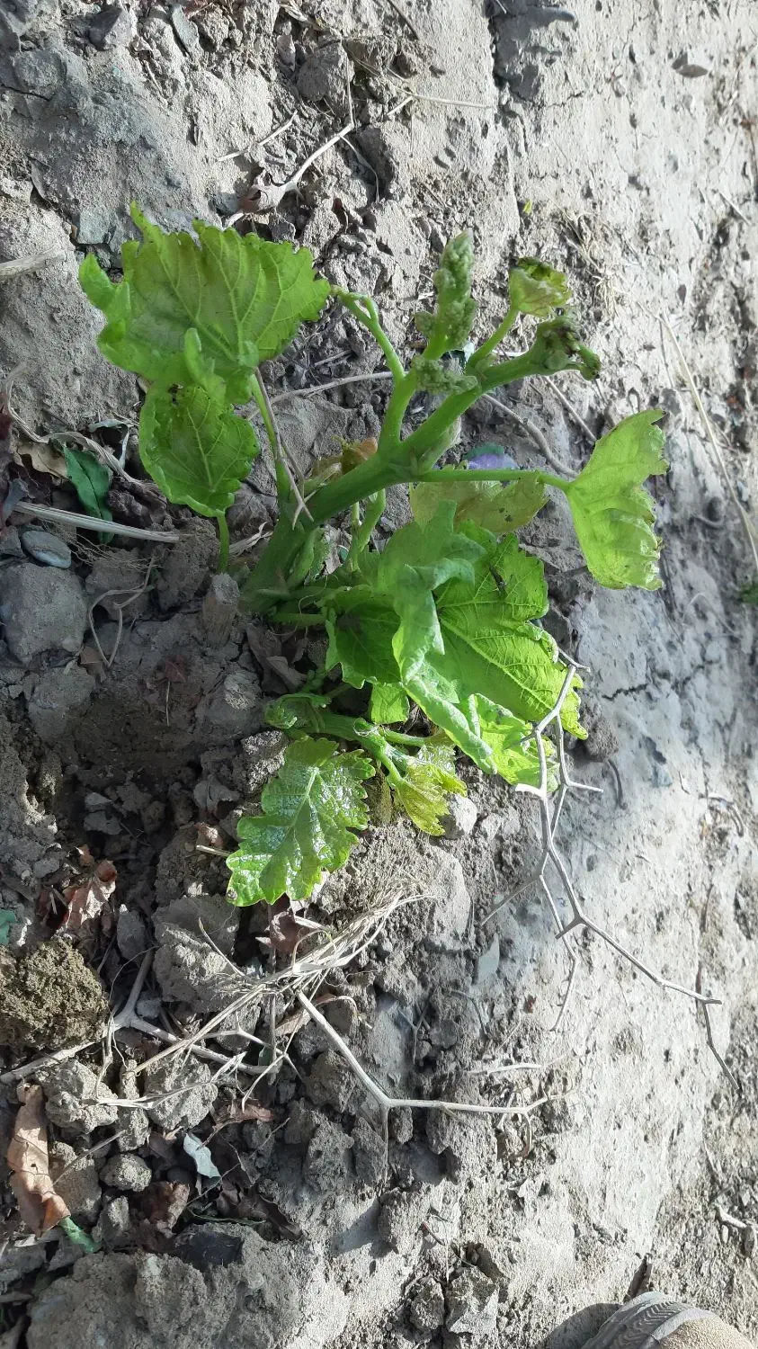 خدمات هـرس و داربستی کردن باغات انگور|خدمات باغبانی و درختکاری|سبزوار, باهنر|دیوار