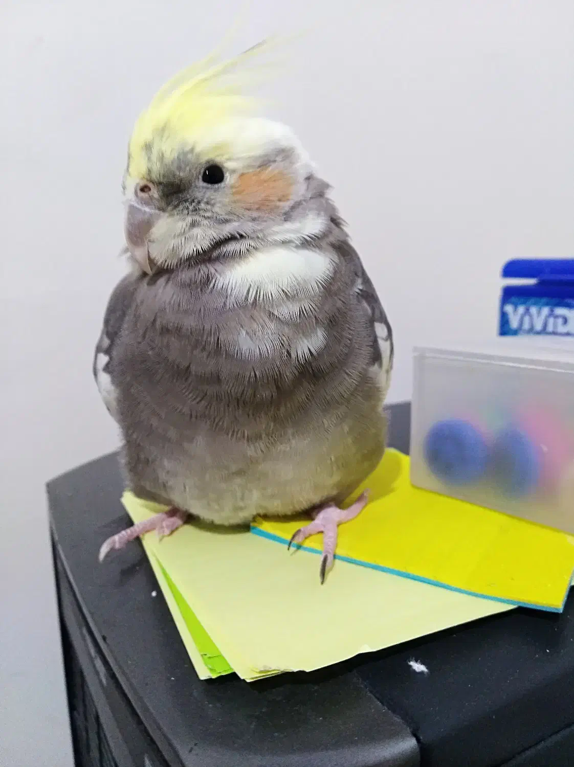 عروس هلندی خاکستری با تاج زرد رنگ گمشده|حیوانات|شیراز, شهرک ترکان|دیوار