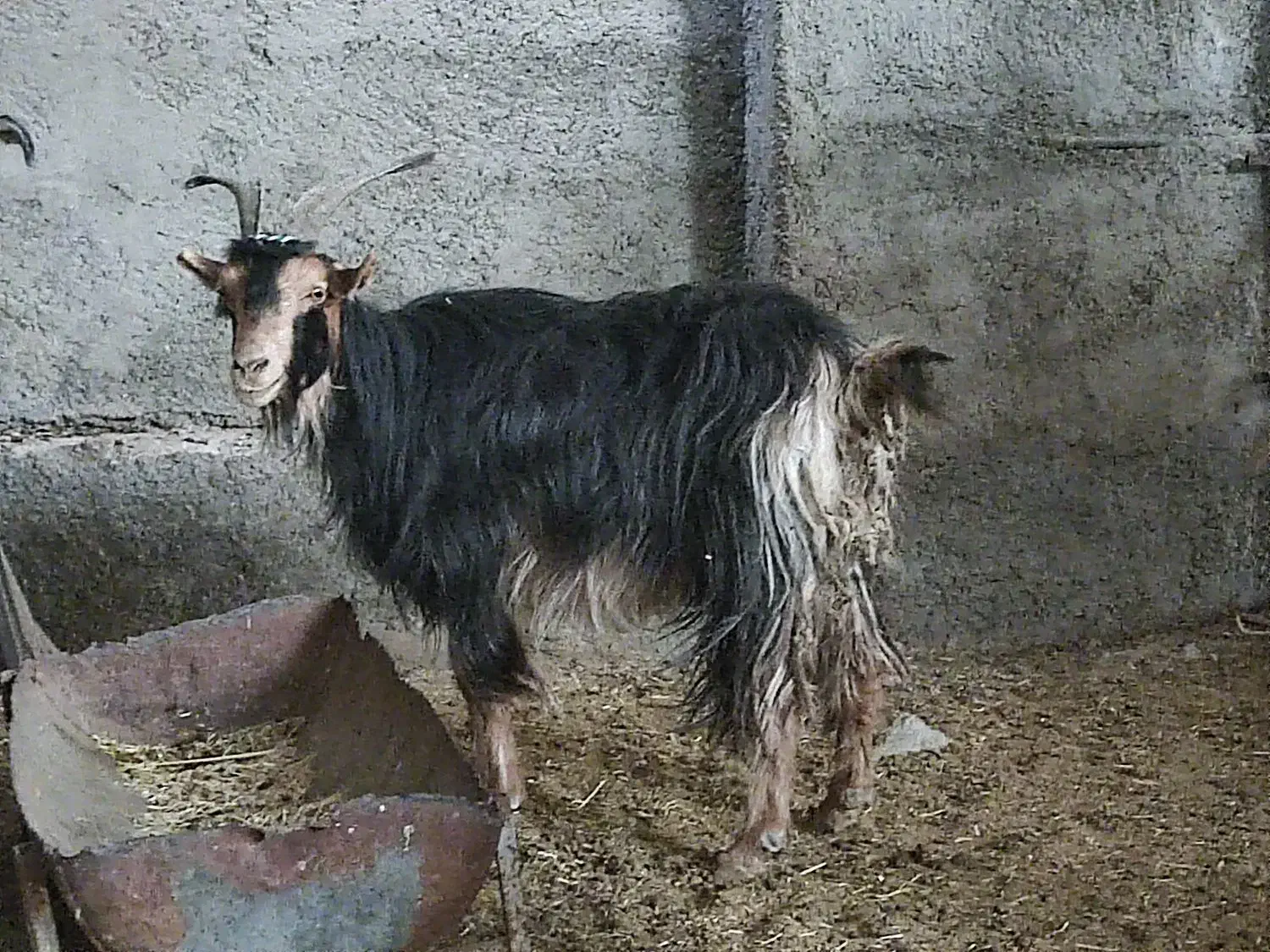 2بز، آبستن ،ترکی در وحدتیه|حیوانات مزرعه|وحدتیه, |دیوار