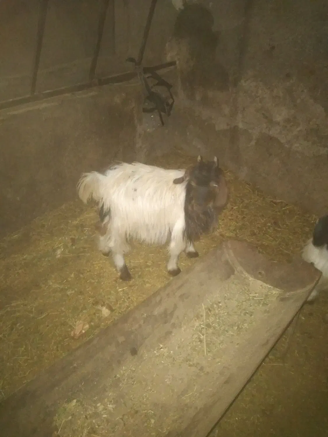 بزغاله و بره|حیوانات مزرعه|کبودرآهنگ, |دیوار