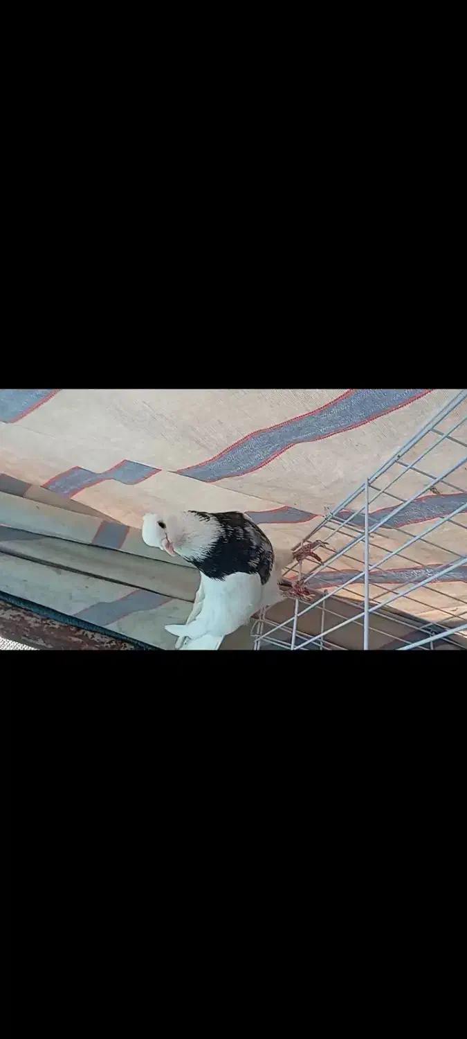 طوقی ناب|پرنده|دره شهر, |دیوار