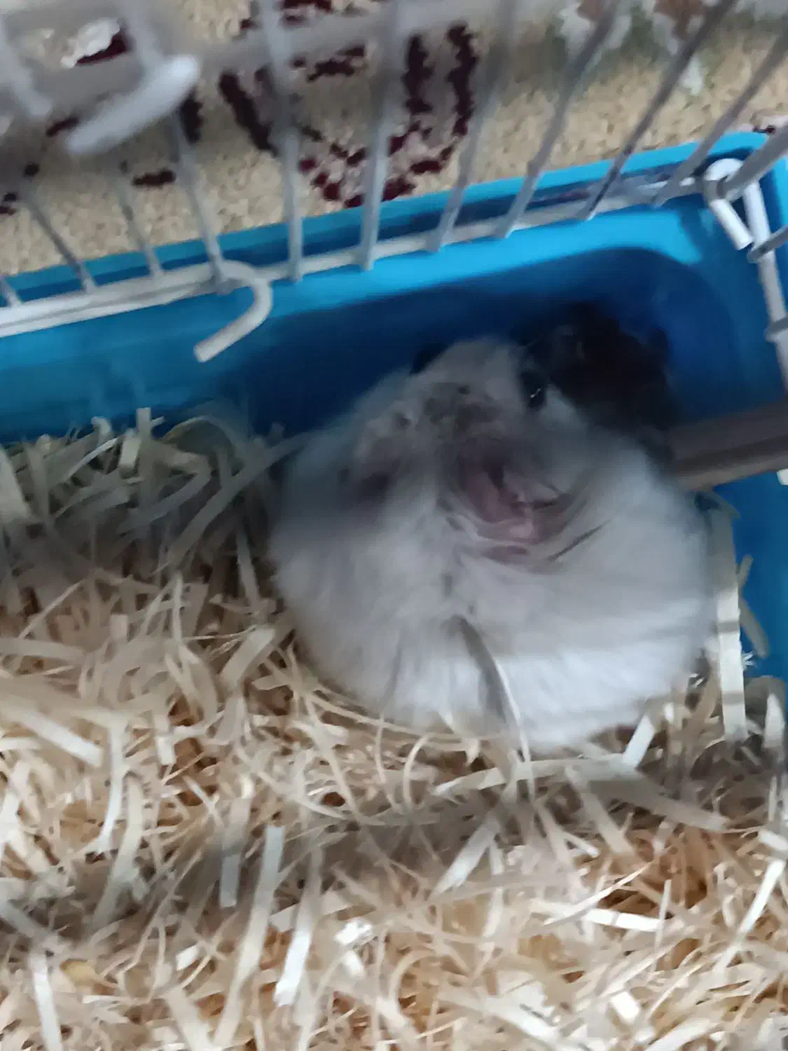 حیوان خانگی|موش و خرگوش|تبریز, |دیوار