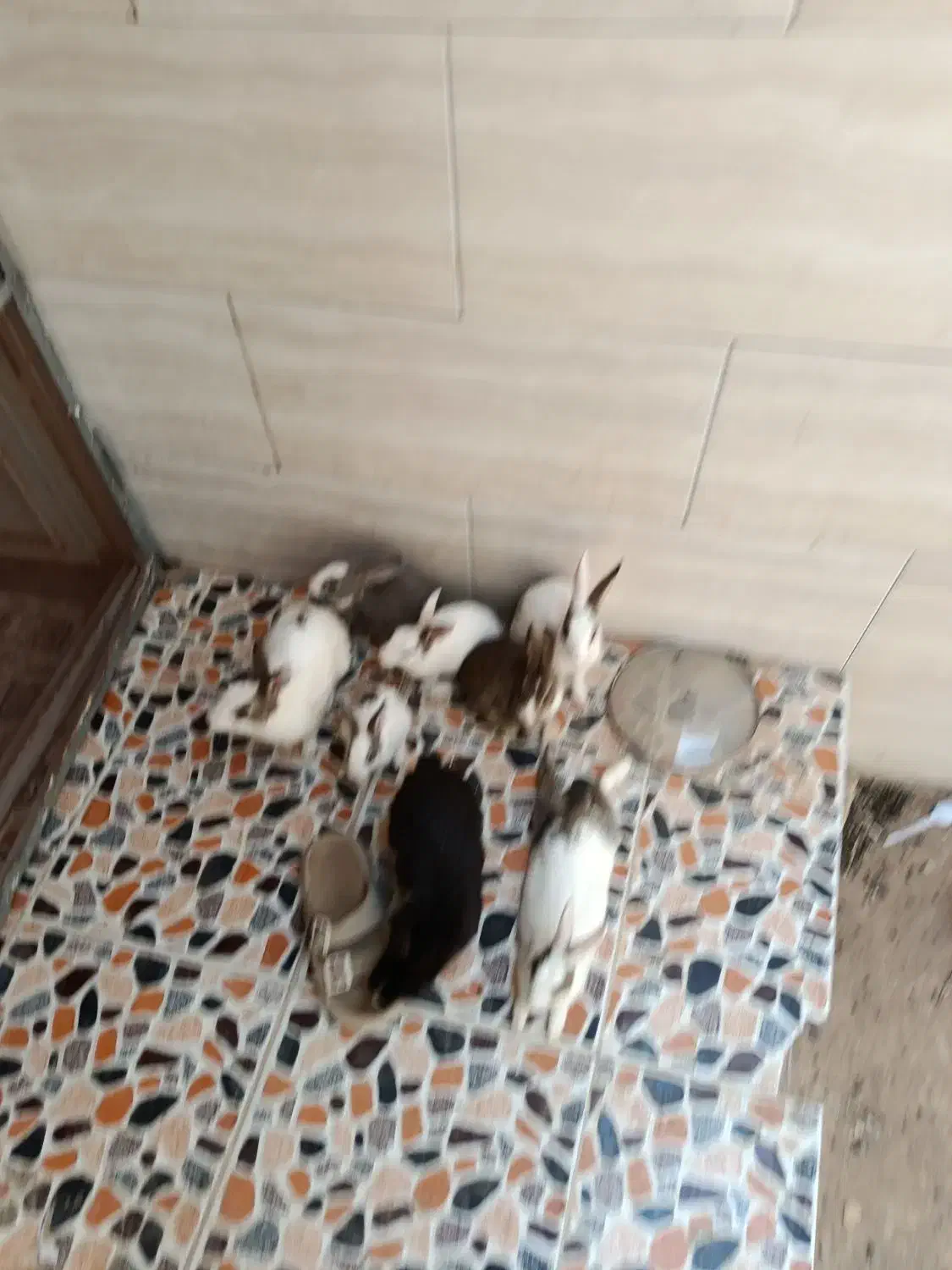 فروش خرگوش اهلی تمیز قیمت مناسب|موش و خرگوش|سیستان, |دیوار