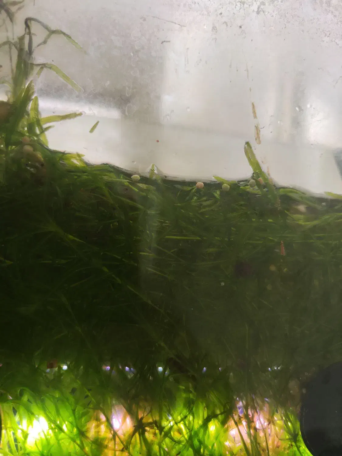 بچه گپی دونه‌ای ۱۰ هزار تومان بچه گپی قیمت مقطوع|ماهی|دزفول, |دیوار