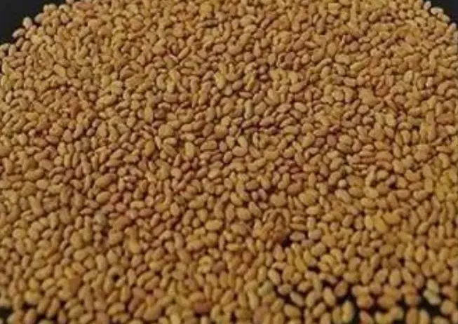 یونجه بغدادی|خدمات باغبانی و درختکاری|اهواز, الهائی|دیوار
